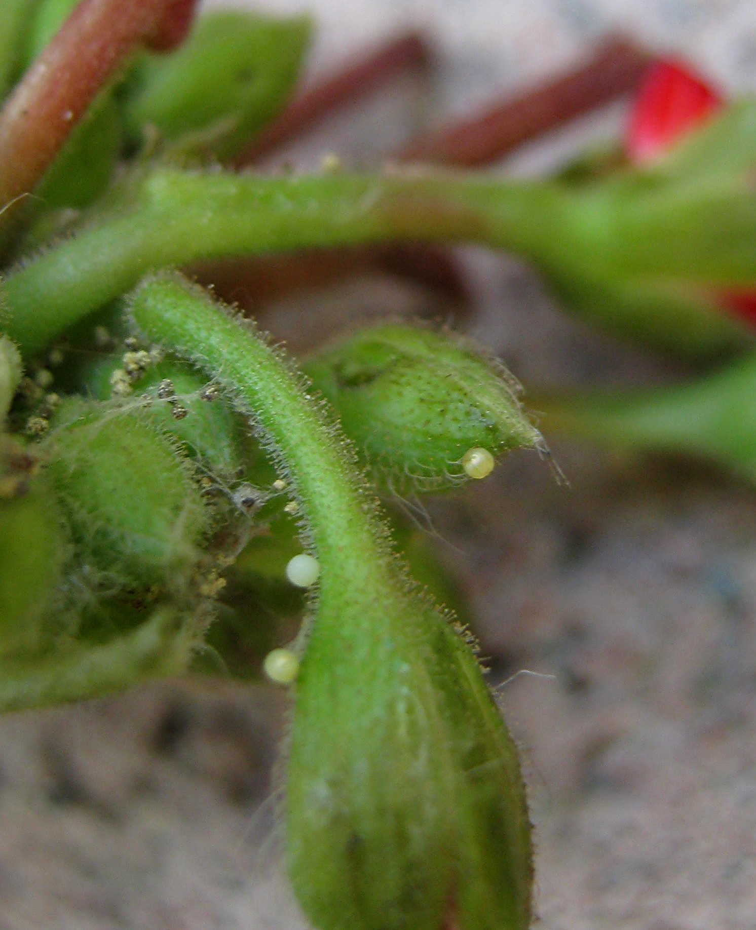 Redwood Barn Nursery We get questions...