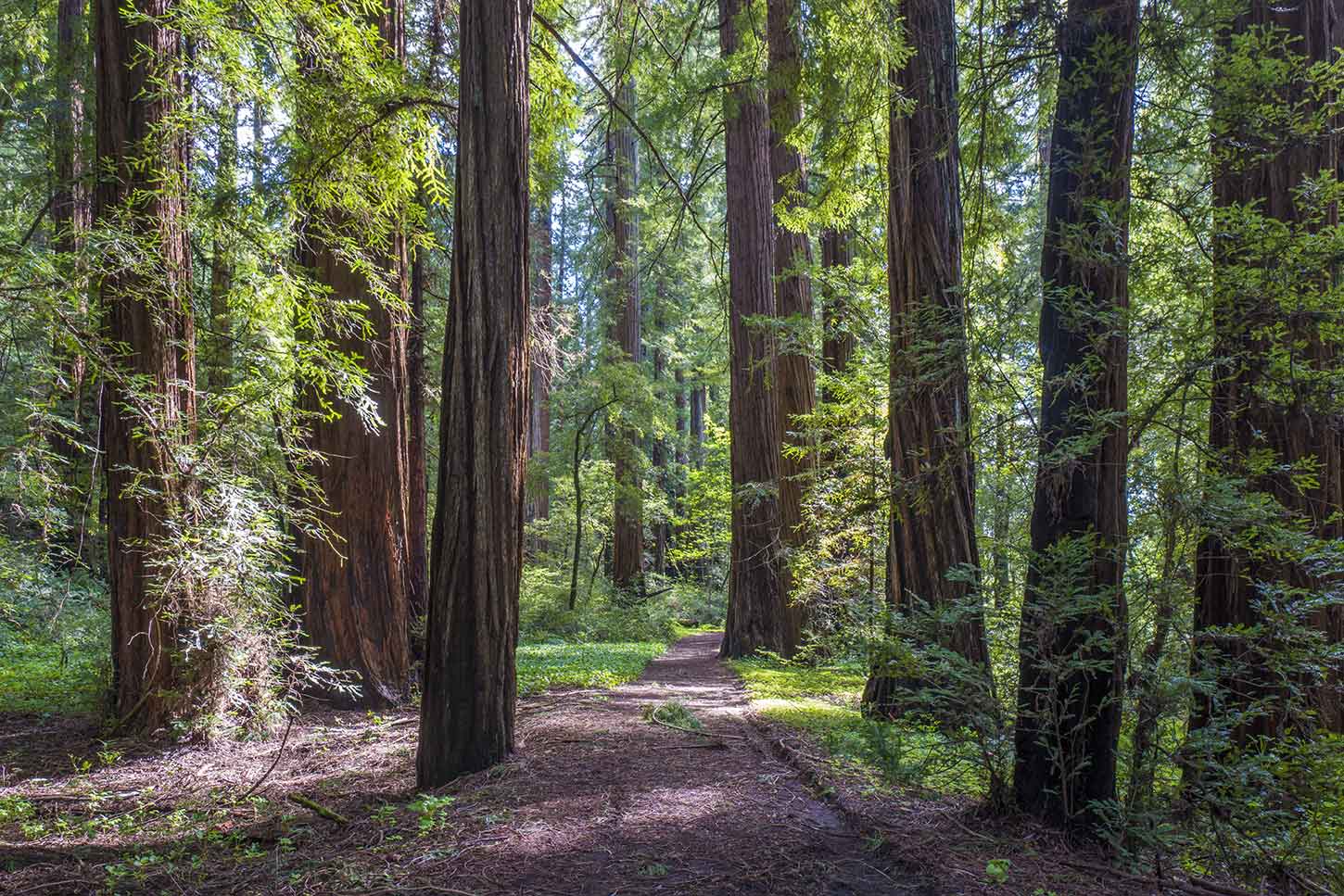 John B. Dewitt Redwoods State Natural Reserve
