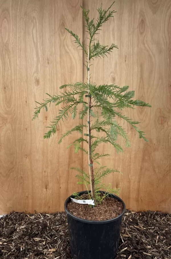 Coast Redwood Tree 200cm 15L Redwood Trees