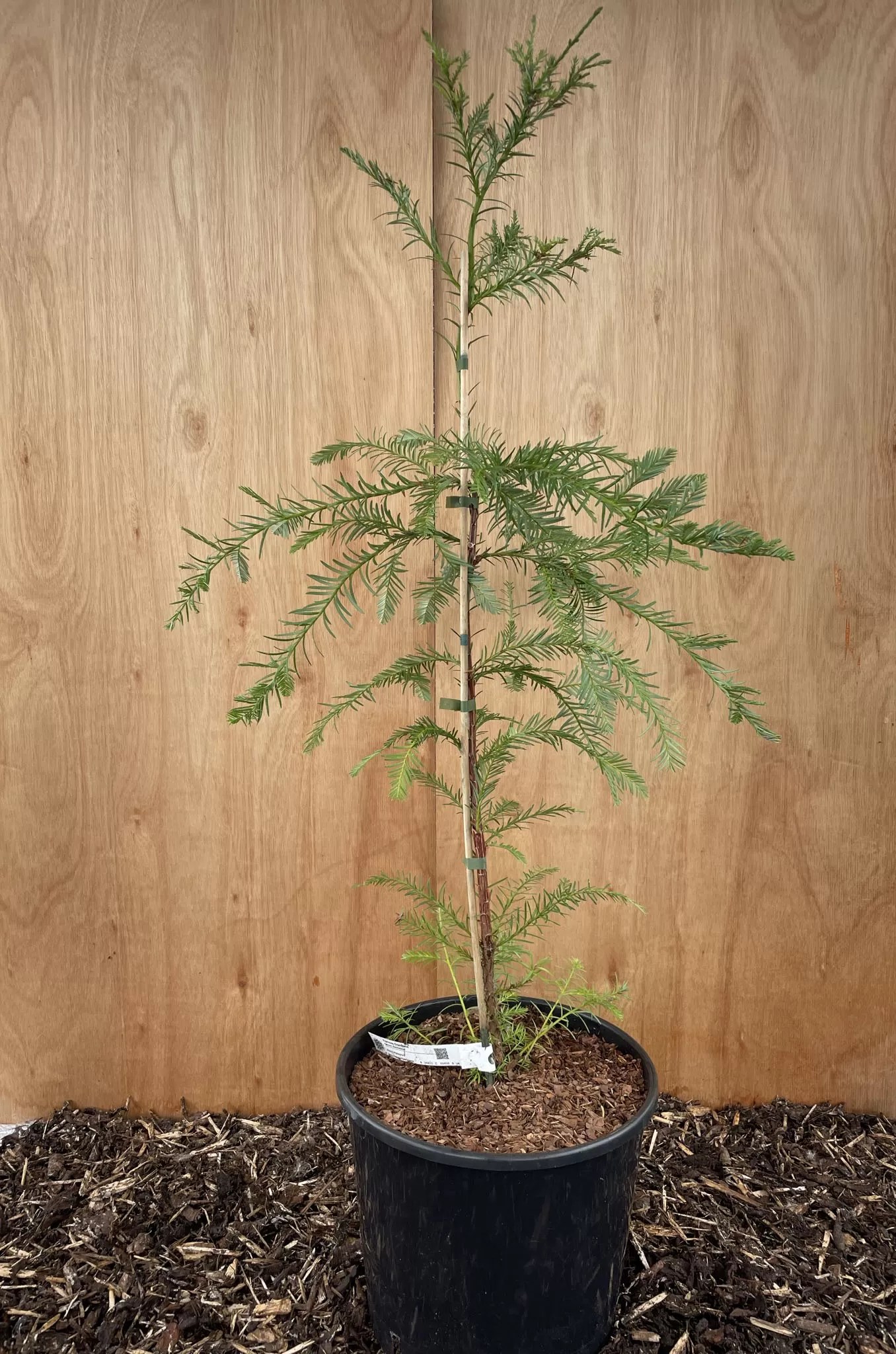Coast Redwood Tree 200cm 15L Redwood Trees