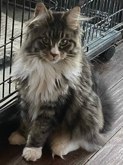 Reece Family Maine Coon CatsQueens Available