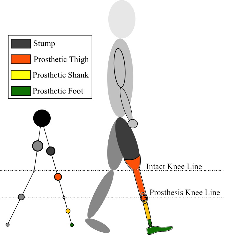 Asymmetric Passive Dynamic Walkers
