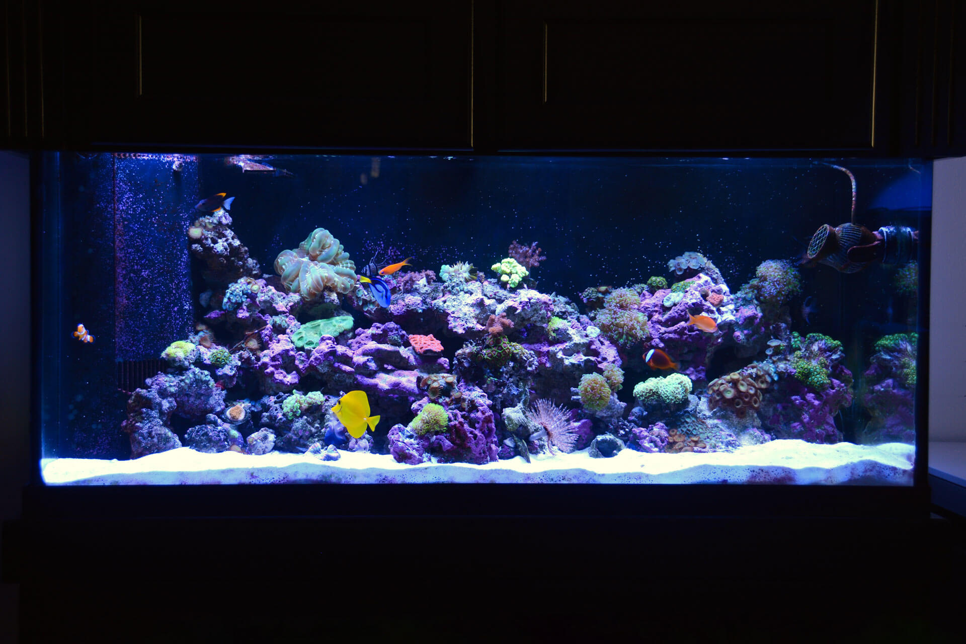 MAINTENANCE ReefBar Aquarium Services Inc. We serve NYC, NJ & Long