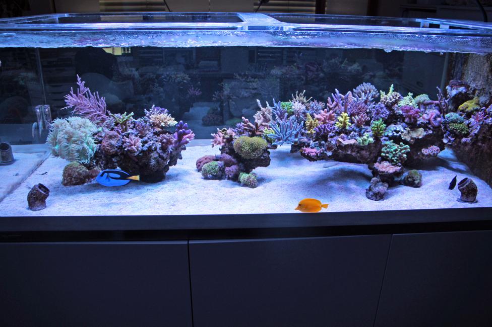 AQUASCAPING...What are the best ways to hold it together? REEF2REEF