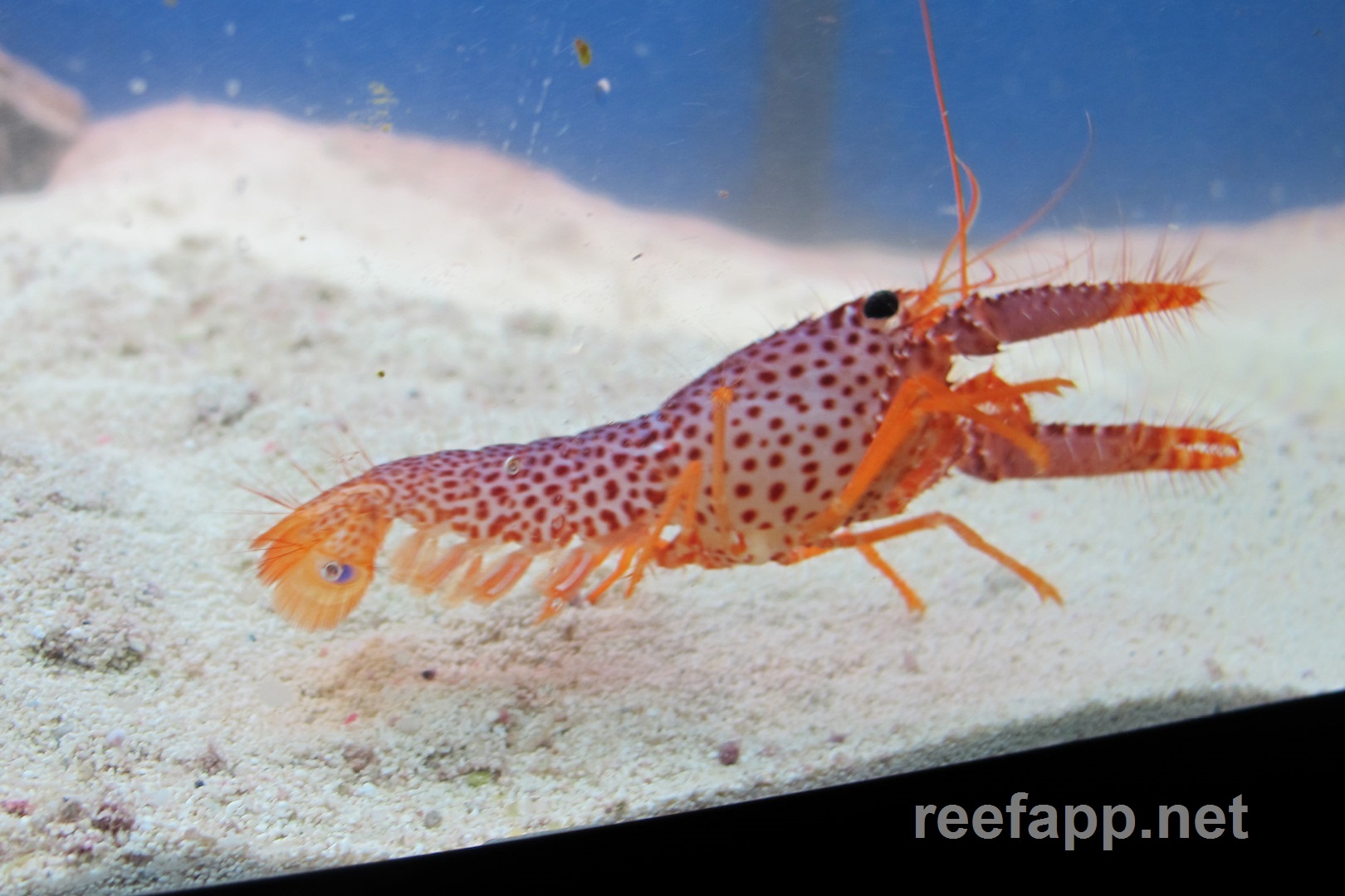 Daum's Reef Lobster (Enoplometopus daumi) in aquarium