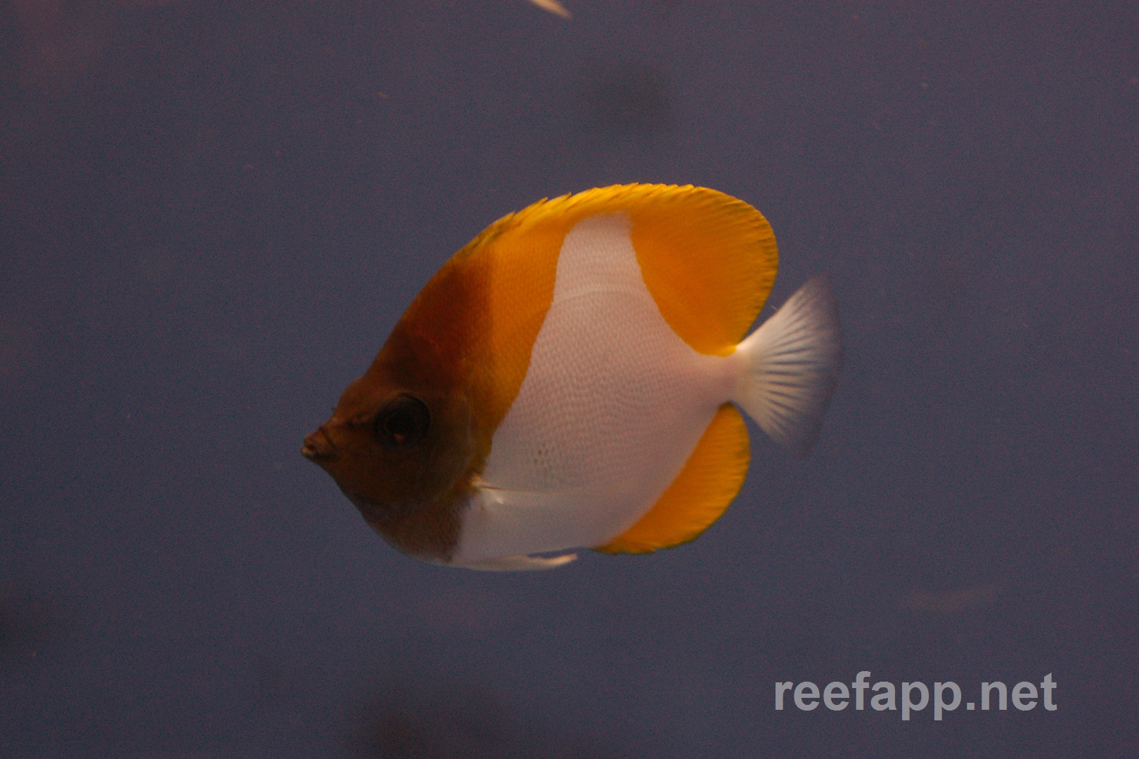 Yellow Pyramid Butterflyfish (Hemitaurichthys polylepis) in aquarium