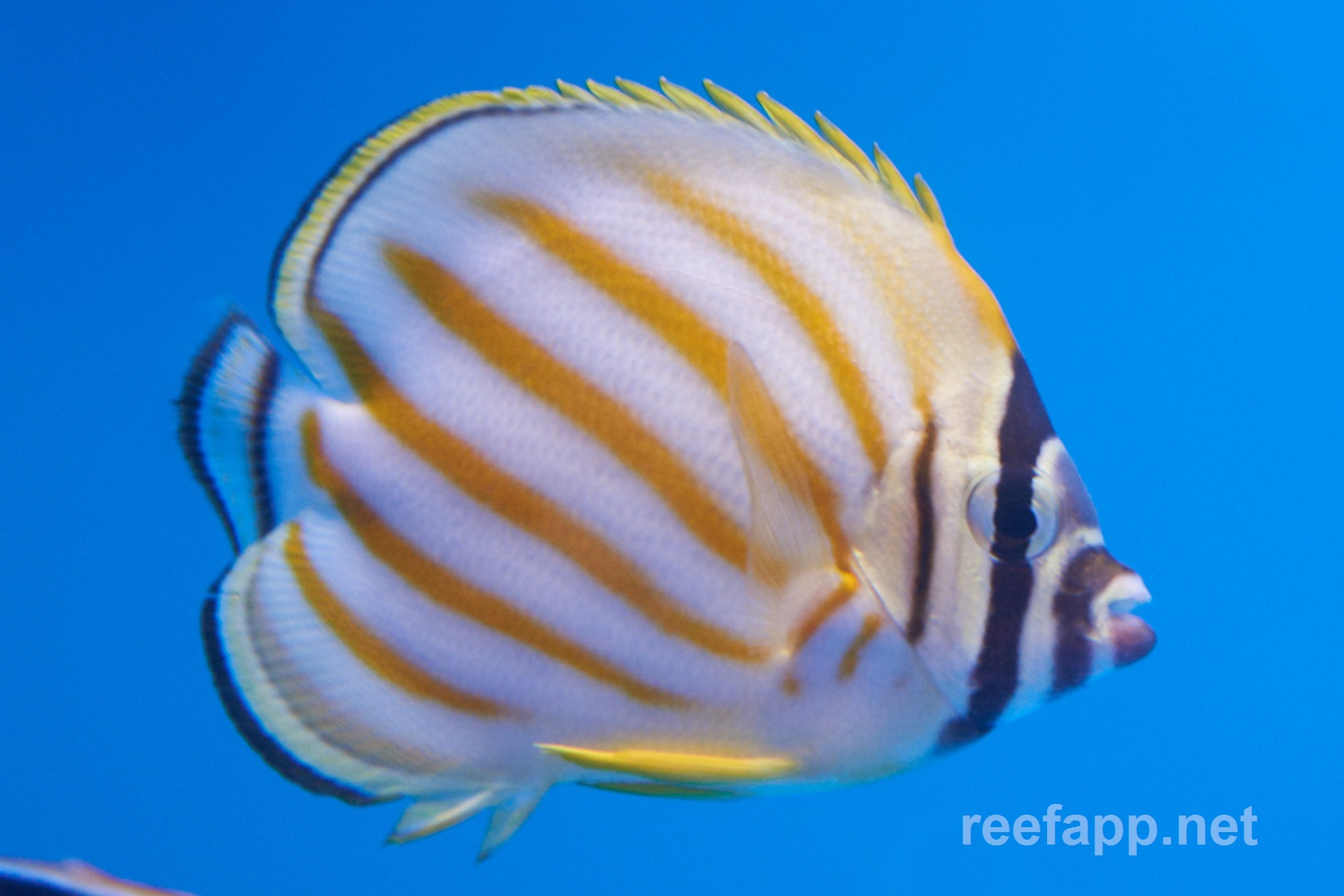 Ornate butterflyfish (Chaetodon ornatissimus) in aquarium