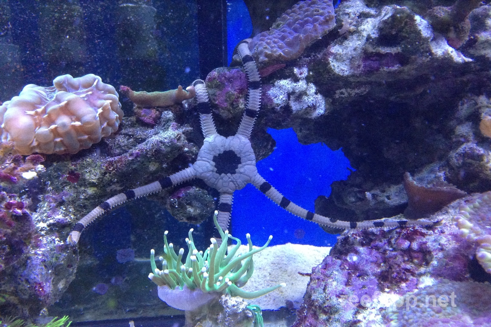 Banded Brittle Sea Star (Ophiolepis superba) in aquarium