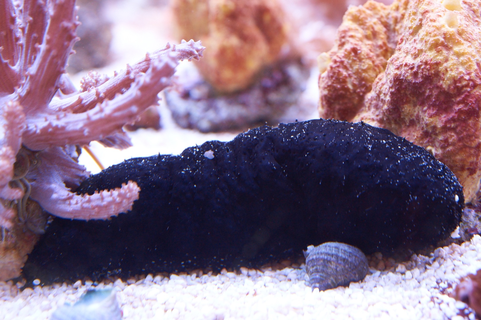 Sea Cucumber (Holothuria sp.) in aquarium