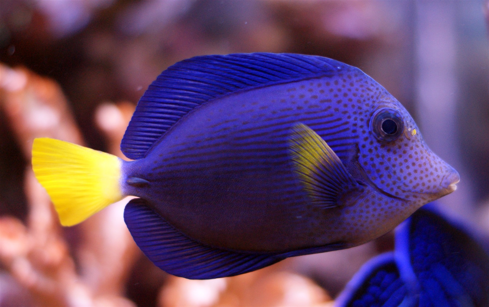 Purple Tang (Zebrasoma xanthurum) in aquarium