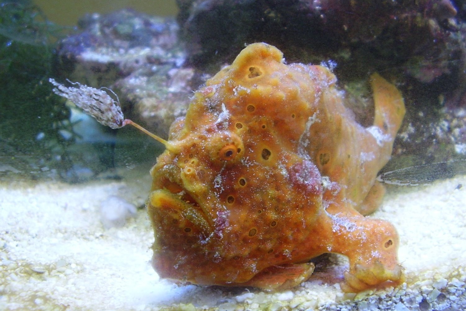 Painted frogfish (Antennarius pictus) in aquarium