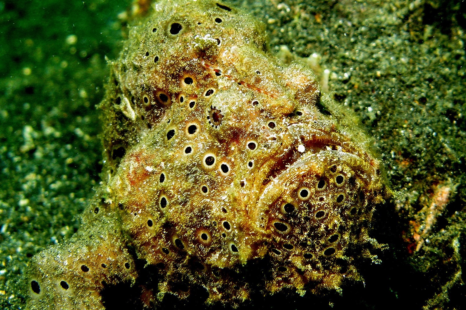 Painted frogfish (Antennarius pictus) in aquarium