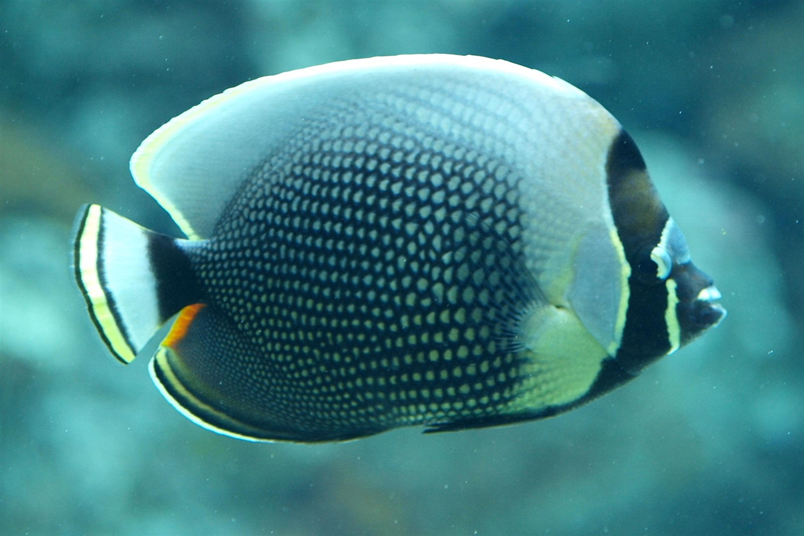 Mailed butterflyfish (Chaetodon reticulatus) in aquarium