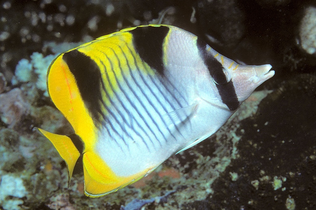 Blackwedged butterflyfish (Chaetodon falcula) in aquarium