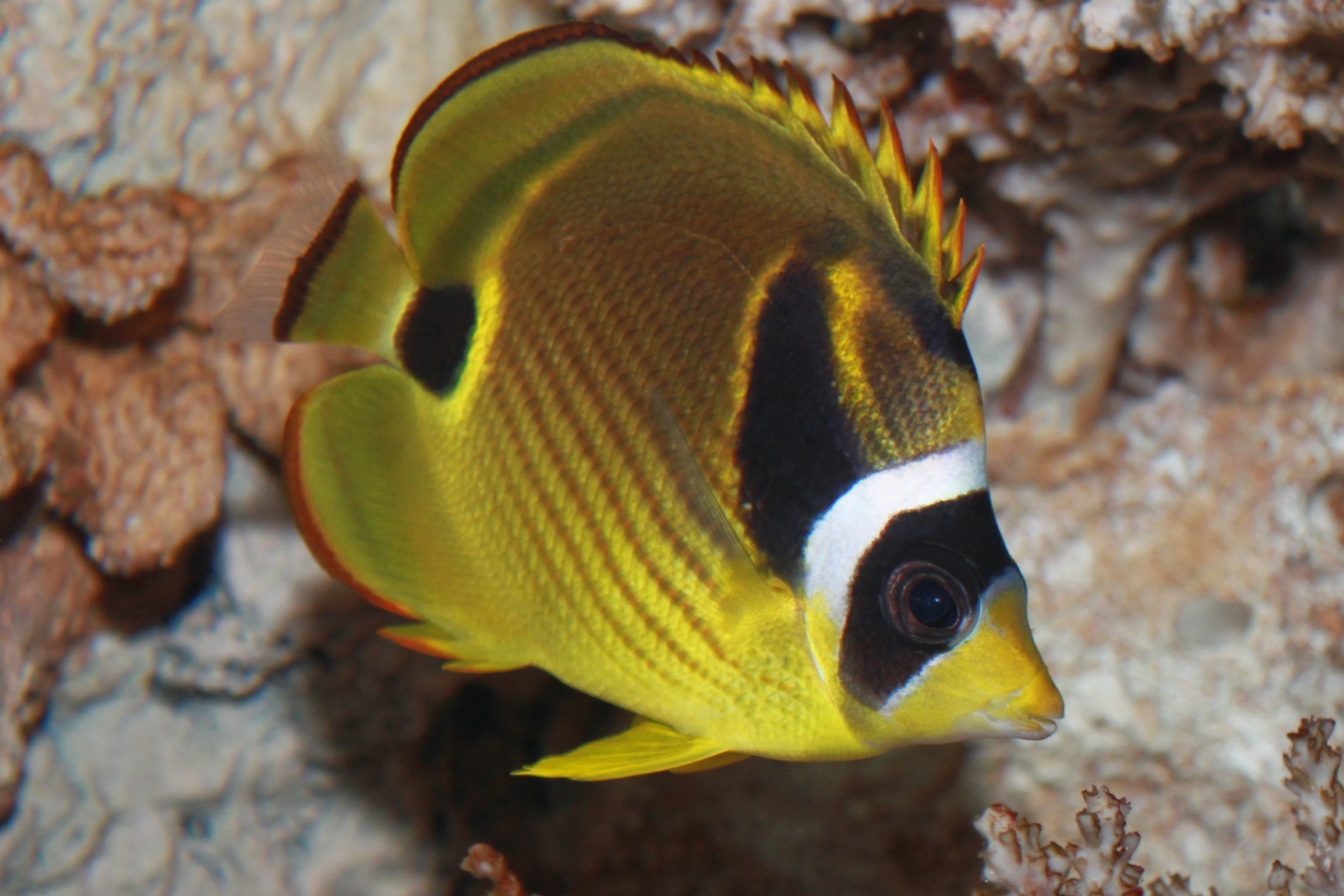 Raccoon butterflyfish (Chaetodon lunula) in aquarium