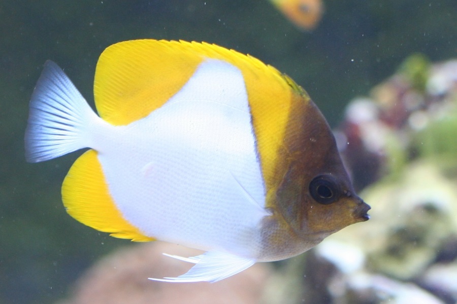 Yellow Pyramid Butterflyfish (Hemitaurichthys polylepis) in aquarium