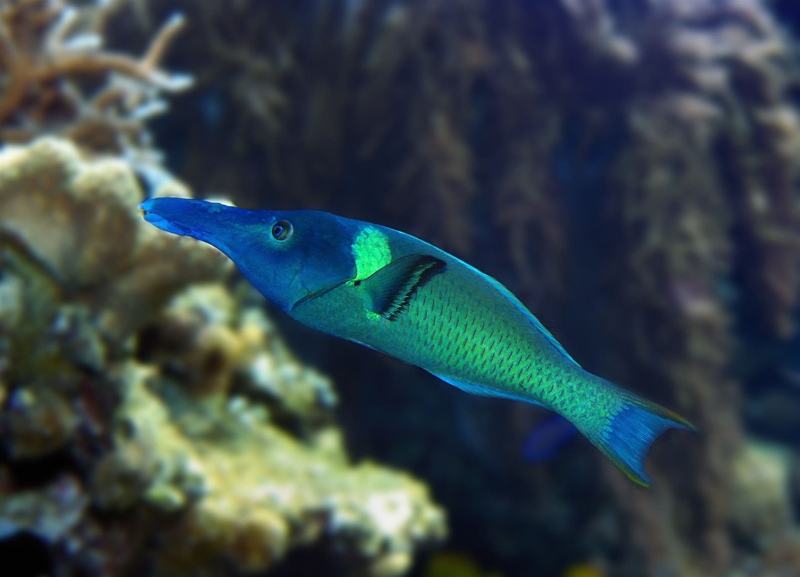 Bird Wrasse (Gomphosus varius) in aquarium