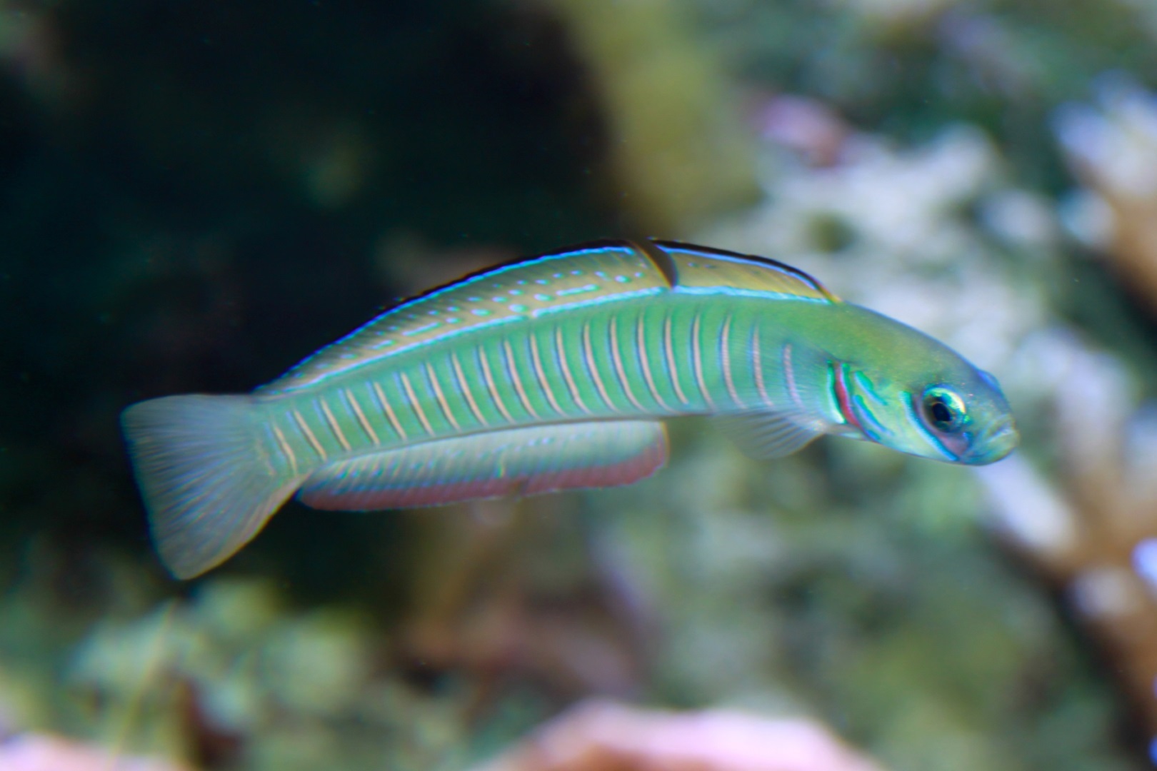 Chinese zebra goby (Ptereleotris zebra) in aquarium