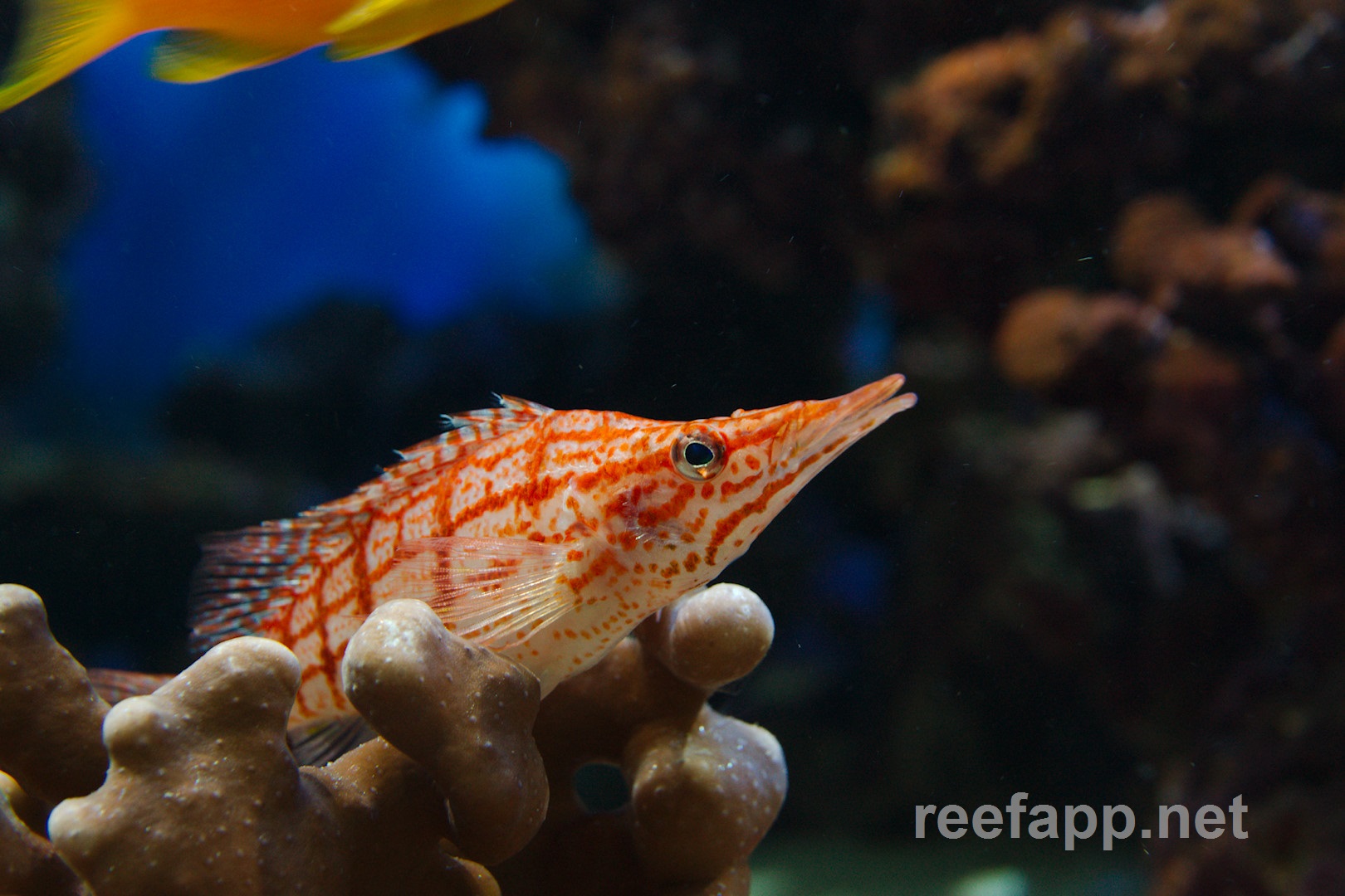 Longnose Hawkfish (Oxycirrhites typus) in aquarium