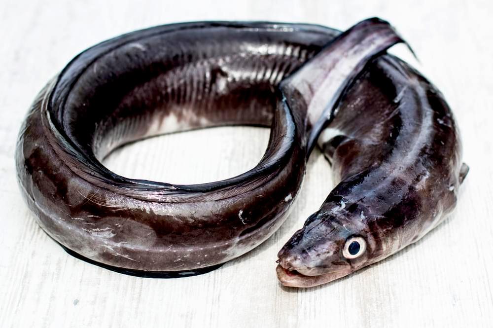 Products Reefberry Foodex