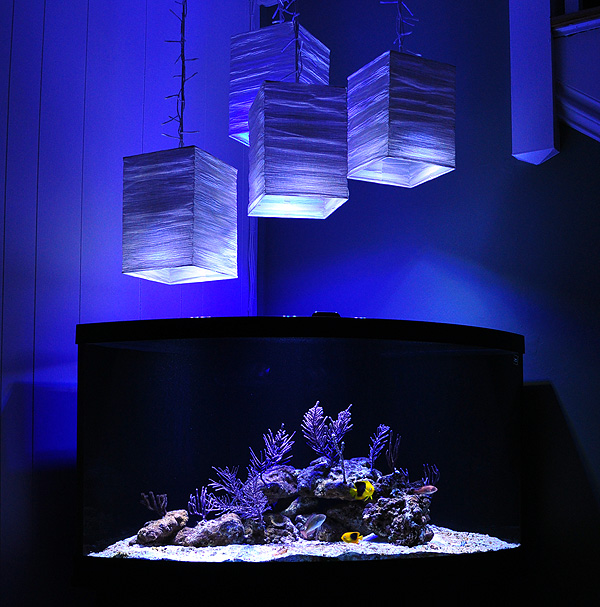 ReefBrite TECH LED strip light is a coral quarantine lifesaver Reef