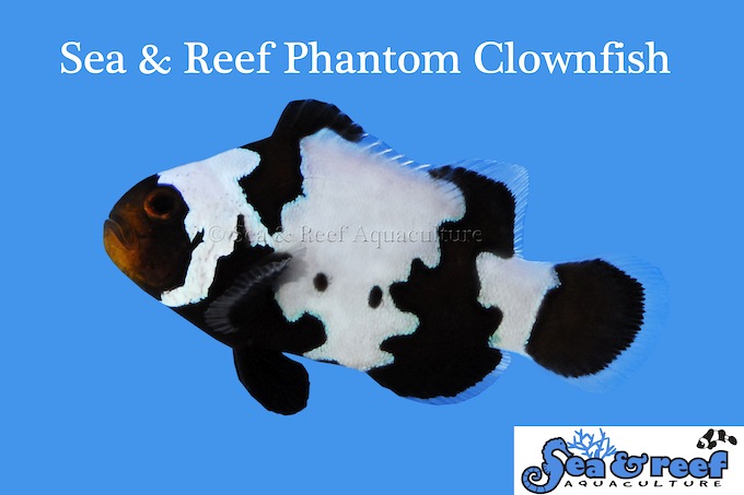 Phantom Clownfish from Sea & Reef Reef Builders The Reef and Saltwater Aquarium Blog