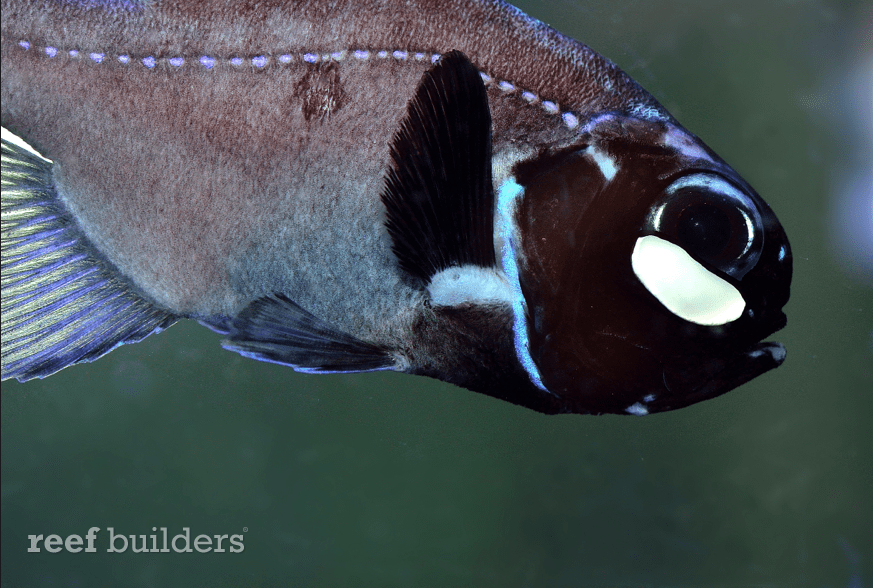 Photoblepharon palpebratus is a unique glowing oddball for your