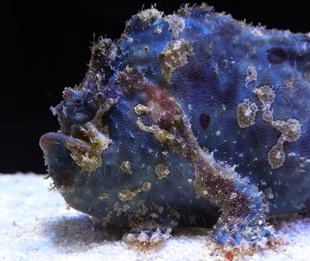 Quality Marine’s blue frogfish is absolutely astounding! Reef