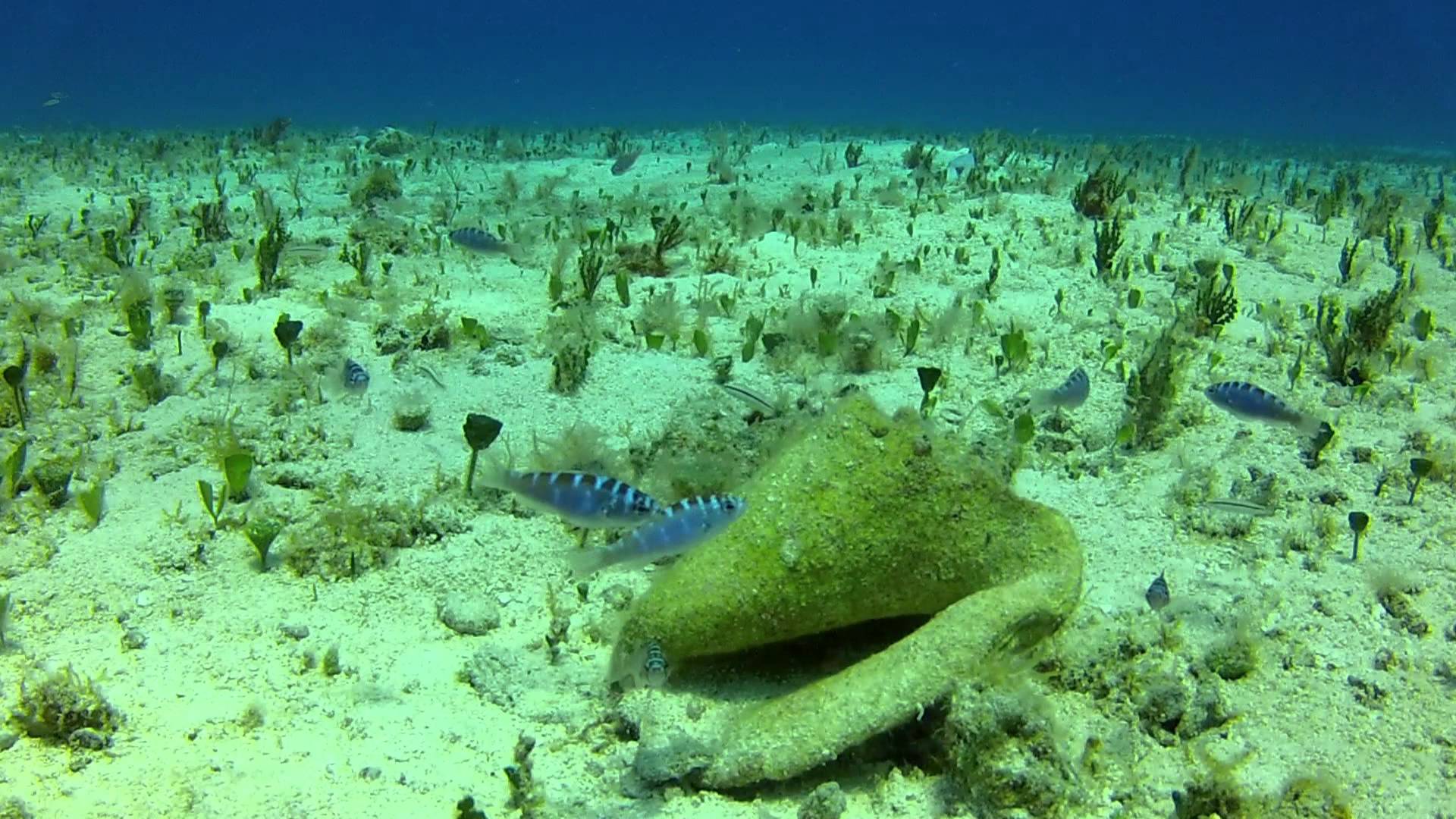 Awesome Fish Spotlight The Chalk Basslet Reef Builders The Reef