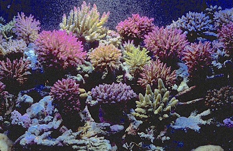 Fiji Coral & Live Rock BANNED by Ministry of Fisheries! Reef Builders