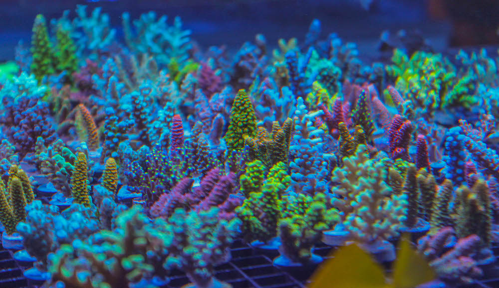 Fragbox Corals Reef Aquarium Store in Toronto Canada Reef Builders The Reef and Saltwater