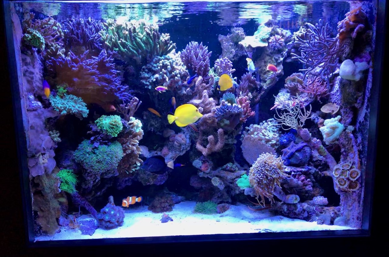 Philips CoralCare Gen2 2020 Review Reef Builders The Reef and