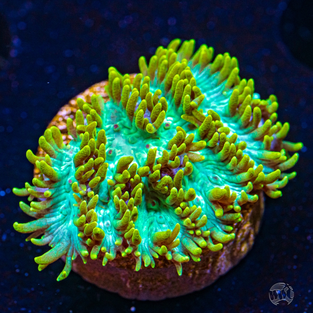 World Wide Corals 13th Anniversary Live Sale! Reef Builders The