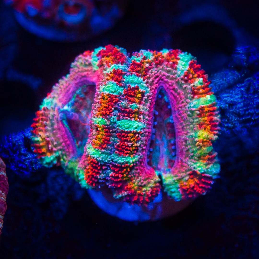 World Wide Corals 13th Anniversary Live Sale! Reef Builders The