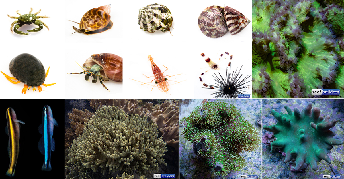 What Should You Add First To A New Saltwater Reef Tank Reef Builders