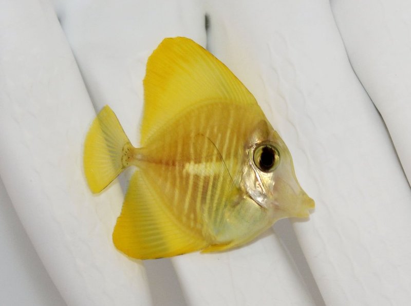 Yellow Tang Reaches Astounding New Market Price Reef Builders The