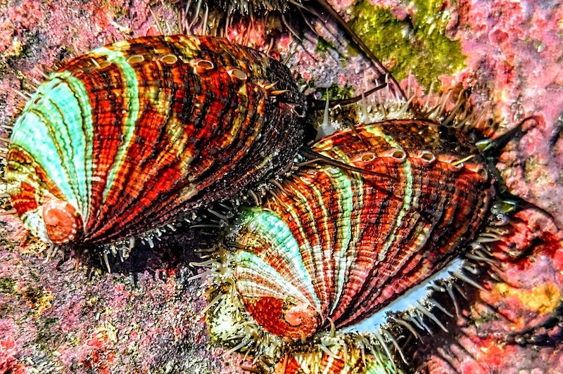 Rare Tropical Abalones Now Available Manhattan Aquariums