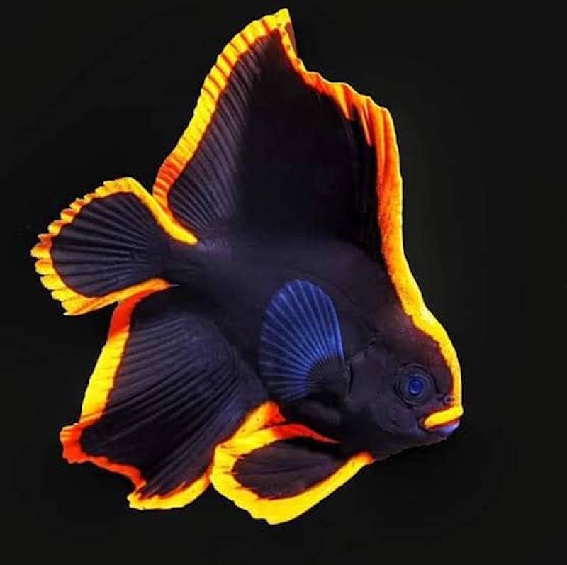 Pinnatus x Batavianus Batfish Hybrid not as Wild as the Parents Reef