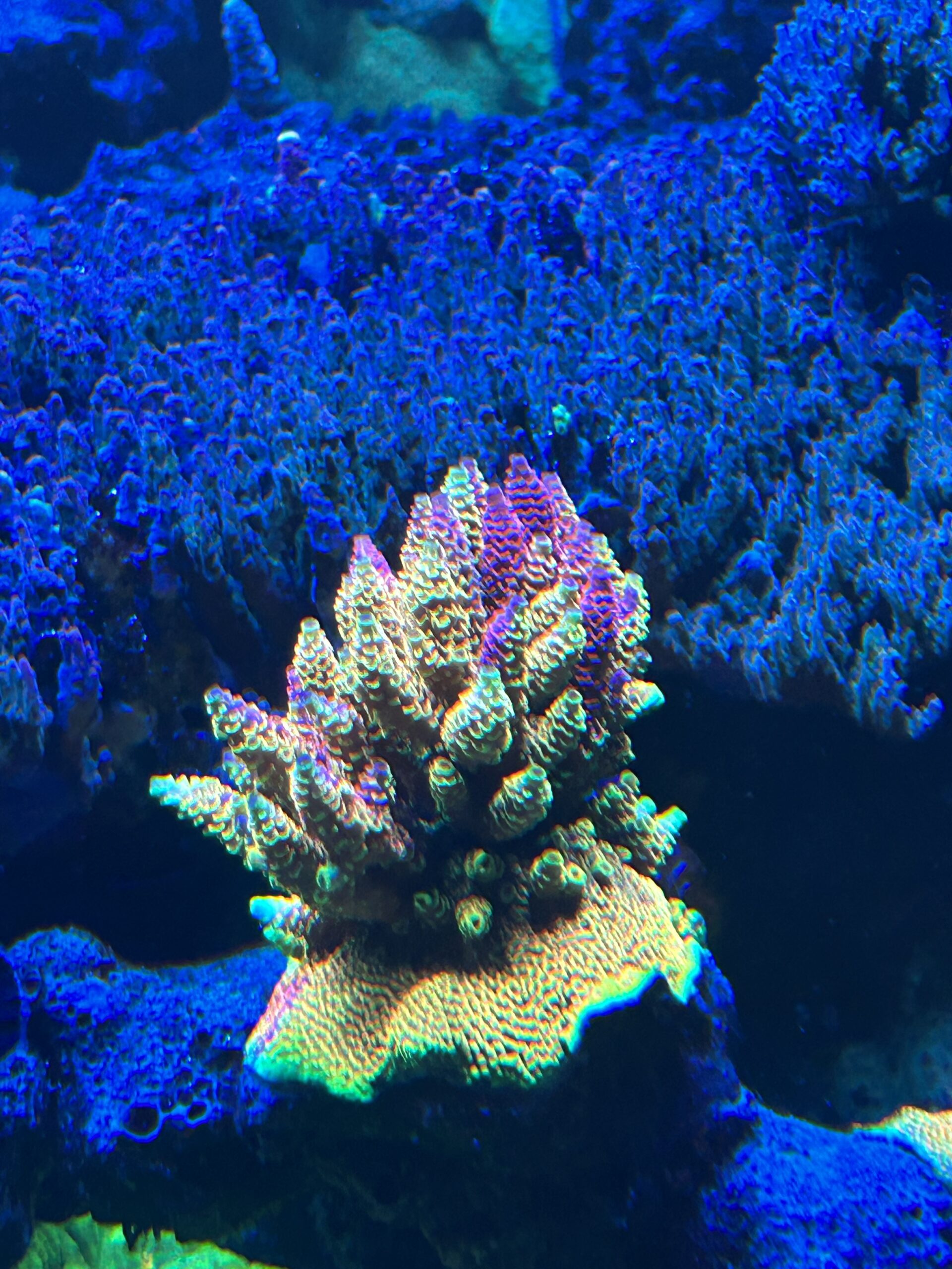 The Role of Nutrients in a Reef Tank Reef Builders The Reef and