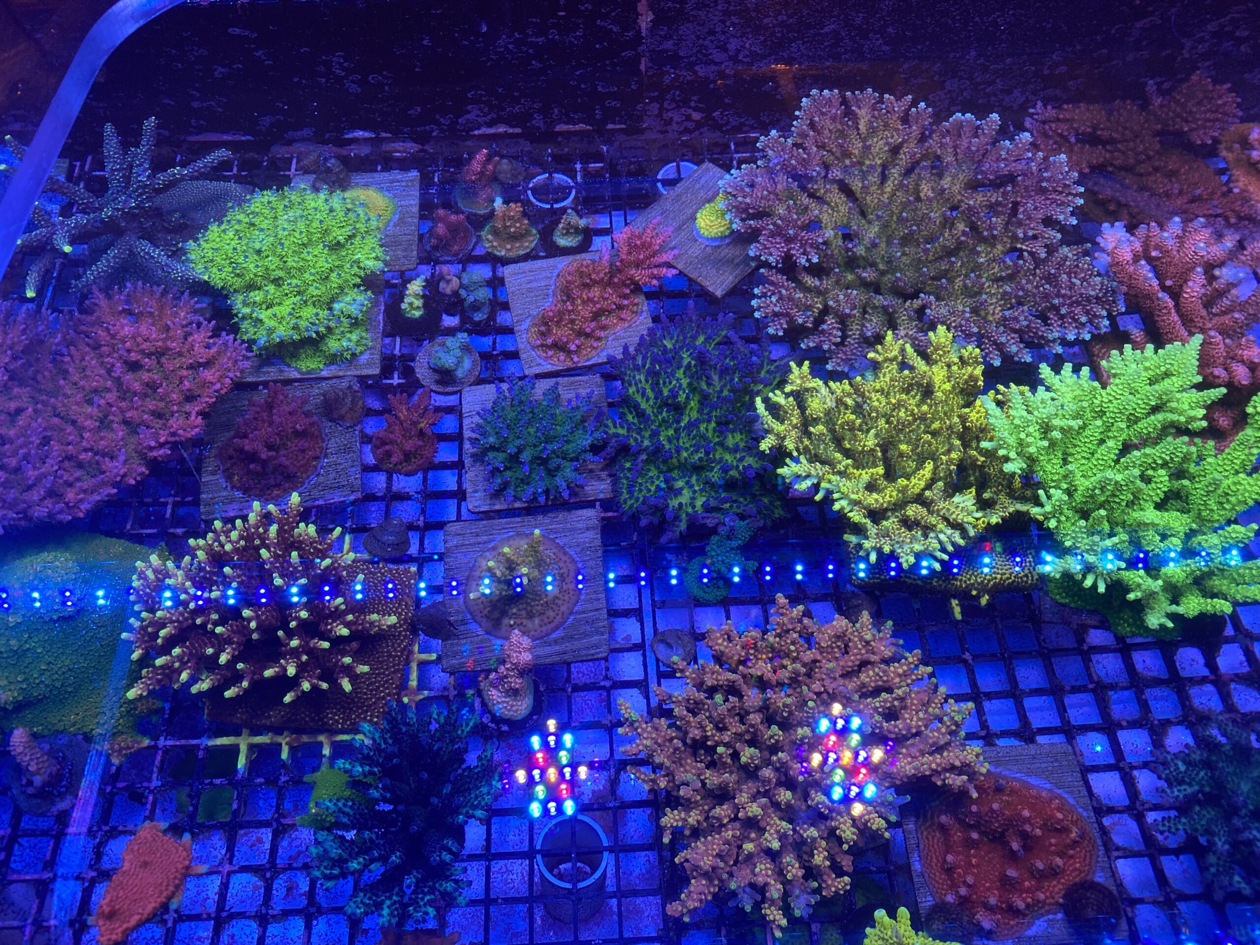 The Role of Nutrients in a Reef Tank Reef Builders The Reef and