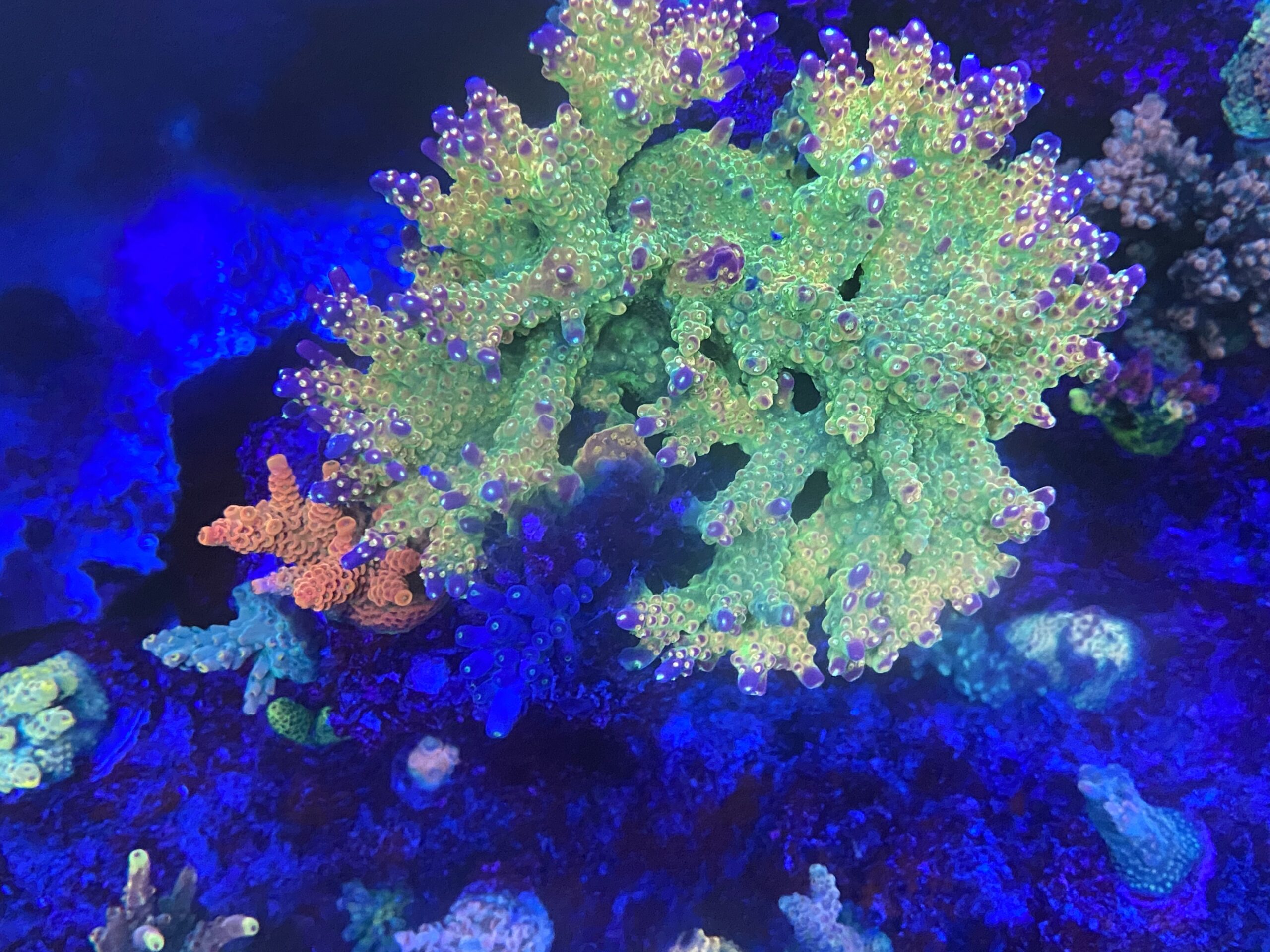 The Basics of Minor Trace Elements in Reef Aquariums Reef Builders