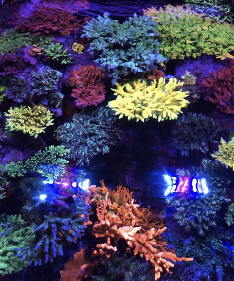 The Basics of Minor Trace Elements in Reef Aquariums Reef Builders