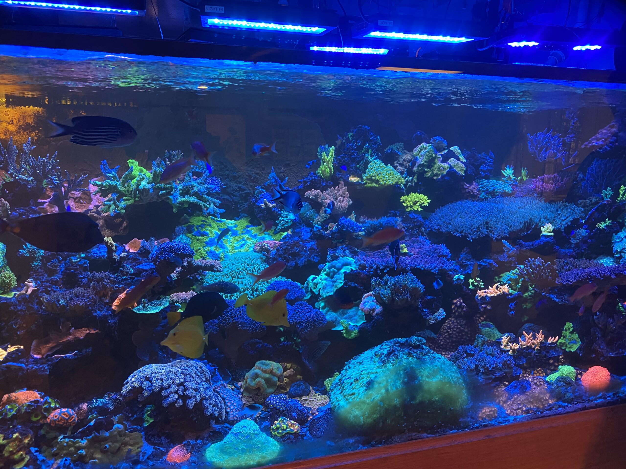 How to keep Algae from Problematic Reef Builders The Reef