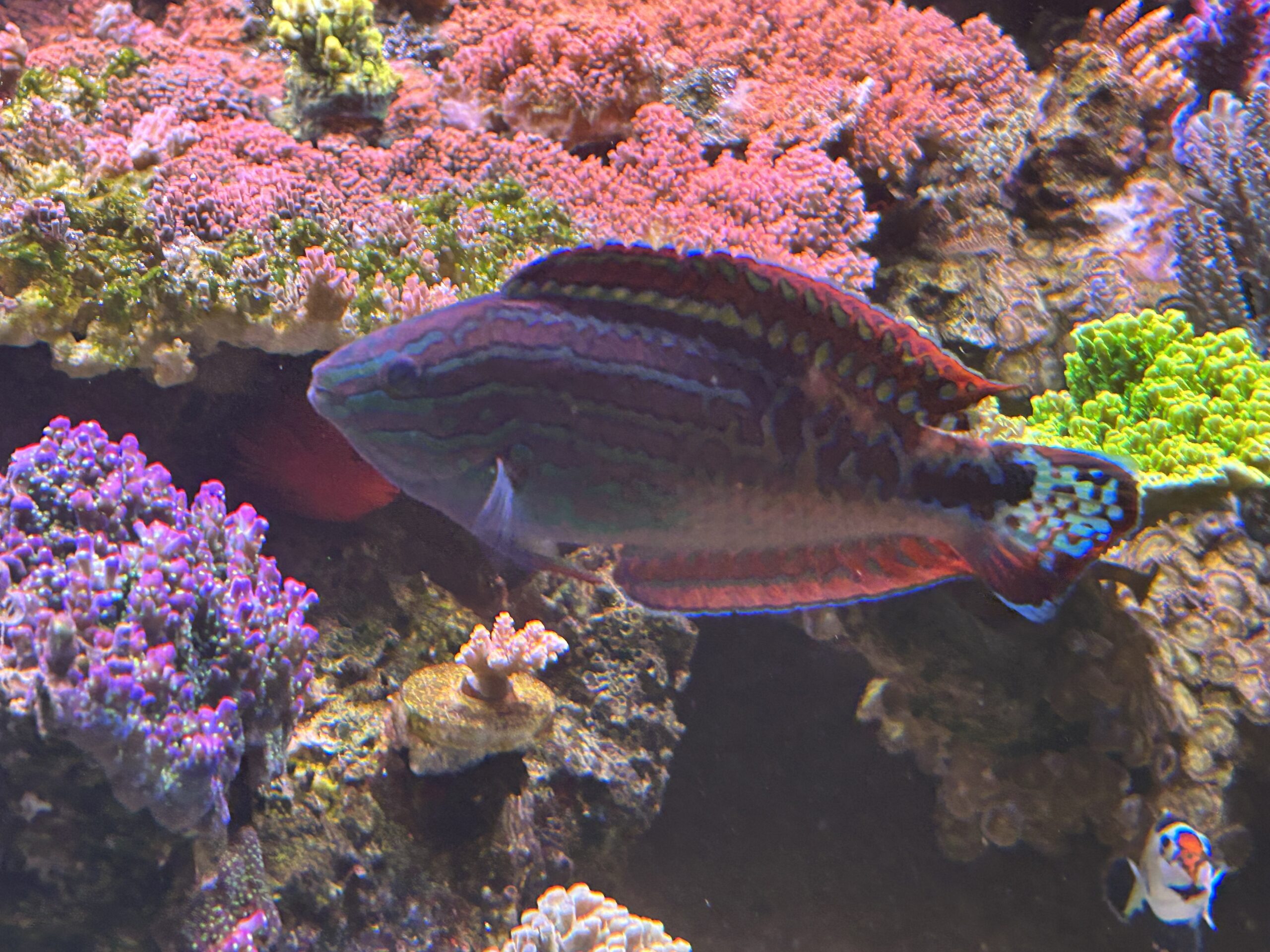 Why and How to Quarantine Saltwater Fish Reef Builders The Reef and
