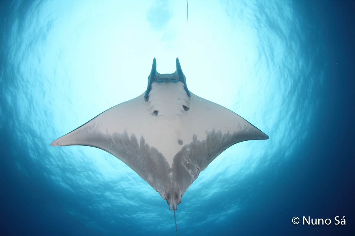 Identifying Chilean Devil Rays In The Azores Archipelago Reef
