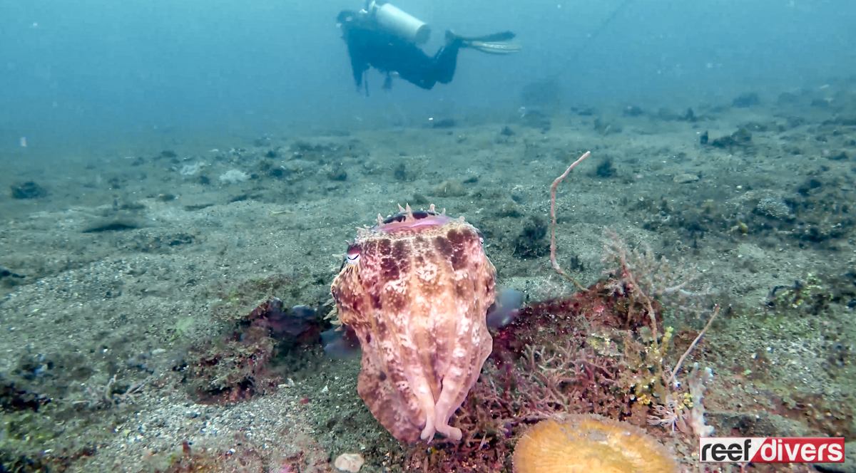 What Is Muck Diving? Reef Builders The Reef and Saltwater Aquarium Blog