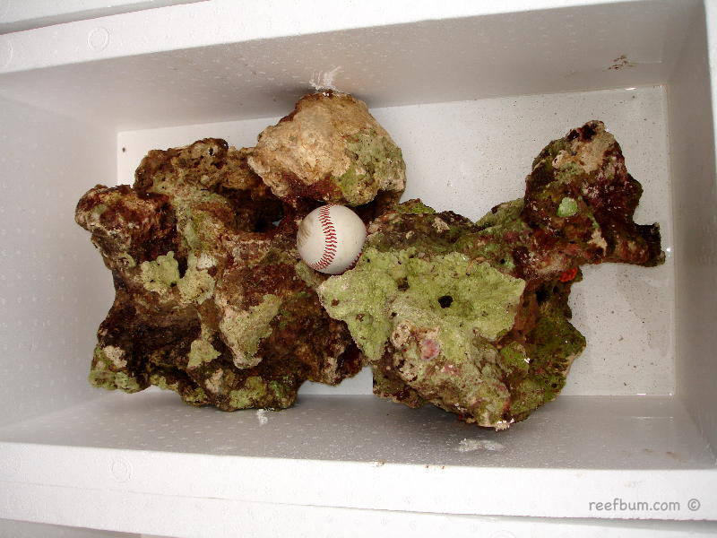 Dry Rock vs Live Rock Which One to Choose? ReefBum