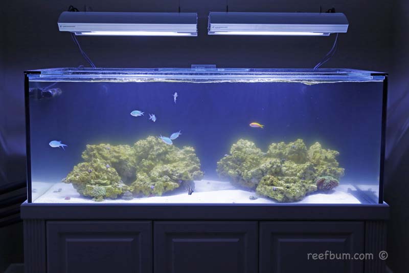 Diagnosing & Eliminating Cloudy Aquarium Water ReefBum