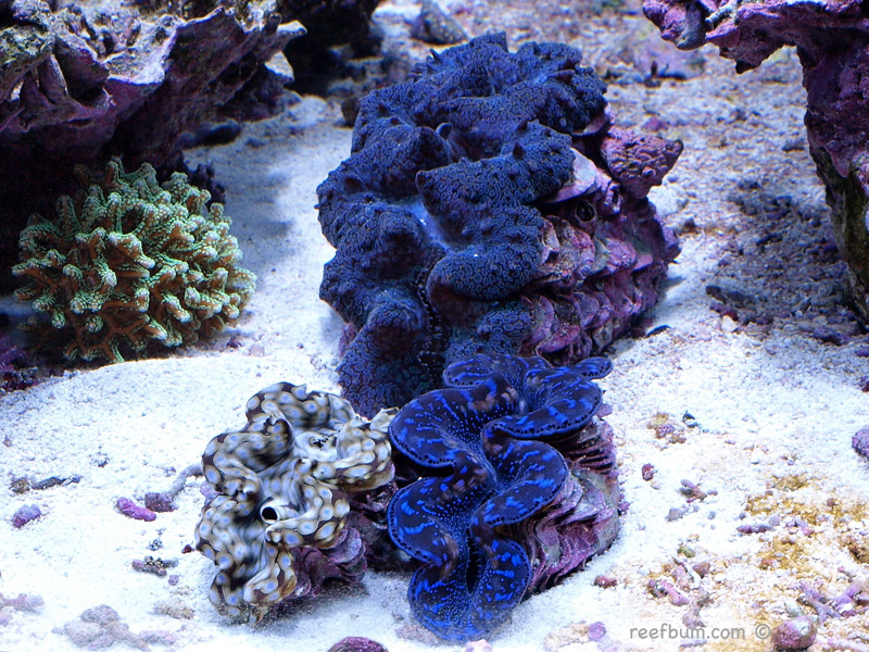 Blue Squamosa Clam A Mollusk With Wow Factor ReefBum