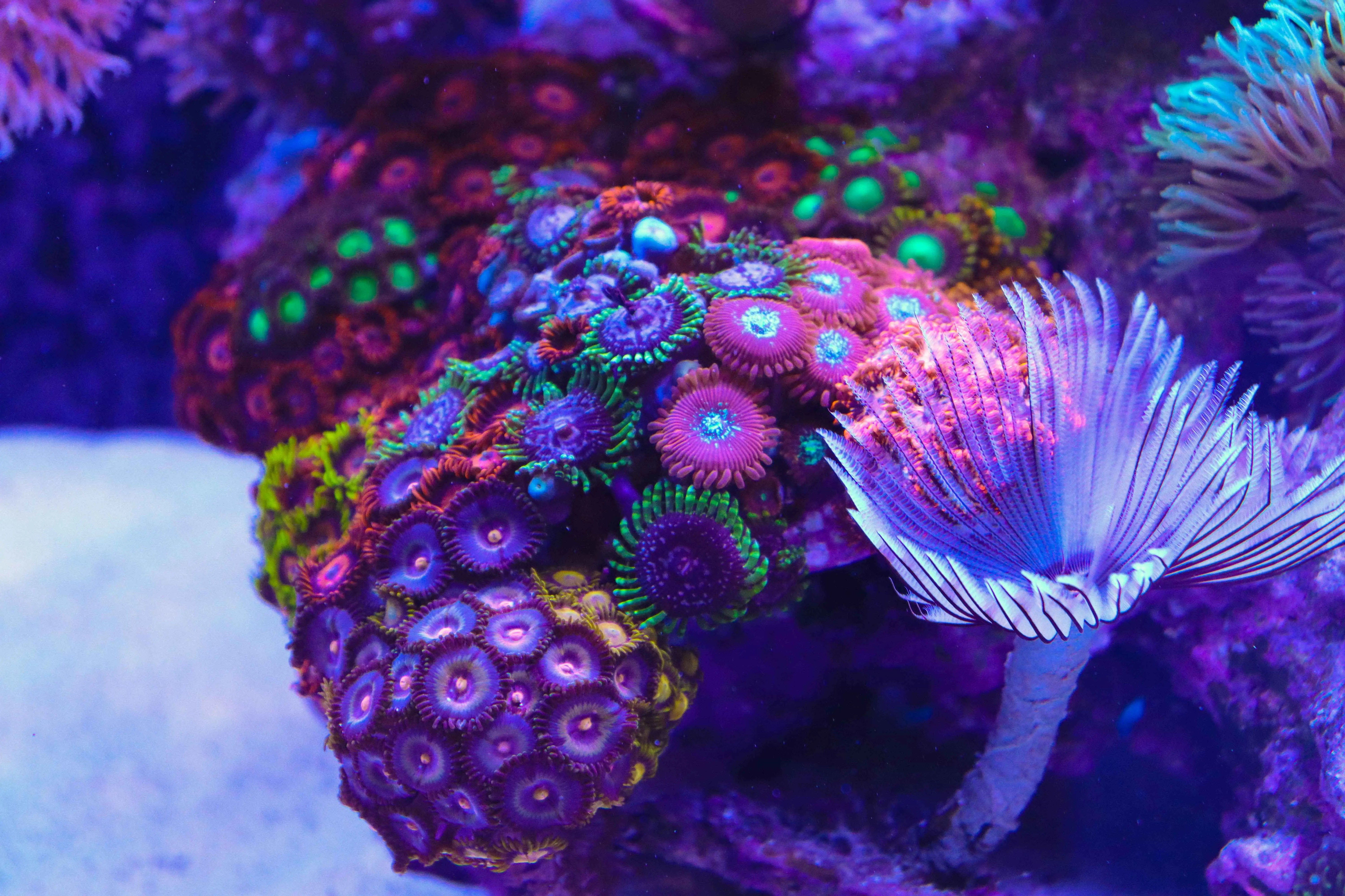 What Is A Nano Reef Tank ? Reef Casa